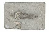 Fossil Crinoid (Parisocrinus) - Crawfordsville, Indiana #215805-1